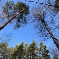 Участок Павловский лес